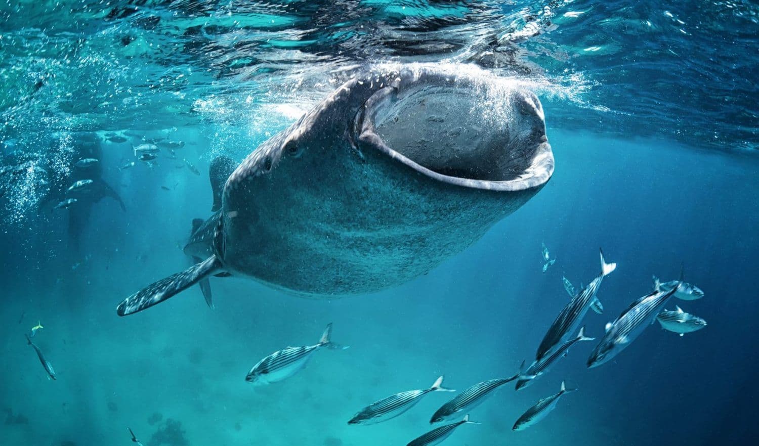 Digital illustration of a massive crypto whale looming over small fish holding voting tokens in a blockchain DAO, symbolizing whale intimidation in decentralized governance